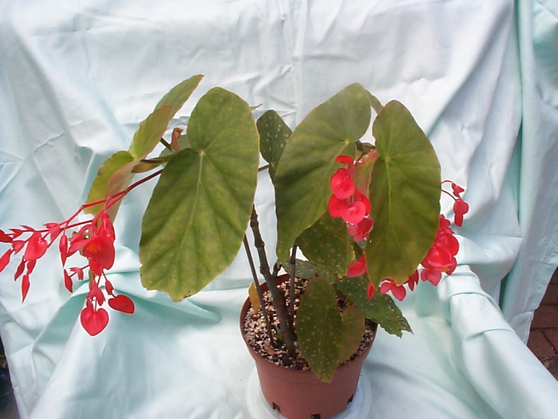 B. ‘Red Coccinea’